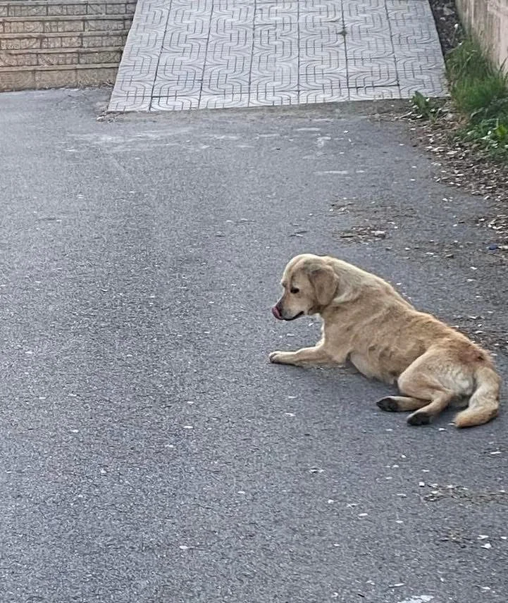 16 chiens errants sont capturés dans la capitale, envoyés à l'abri