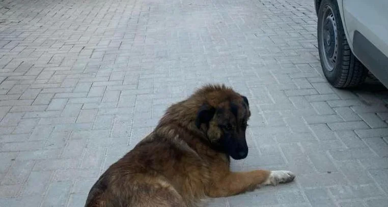 34 chiens errants sont capturés dans la capitale, envoyés à l'abri