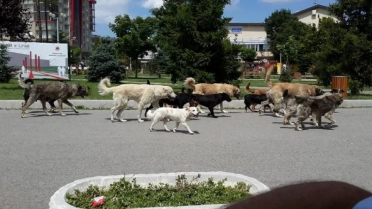 Problemi i qenve endacakë në Prishtinë, themelohet Grupi Punues për trajtimin e tyre
