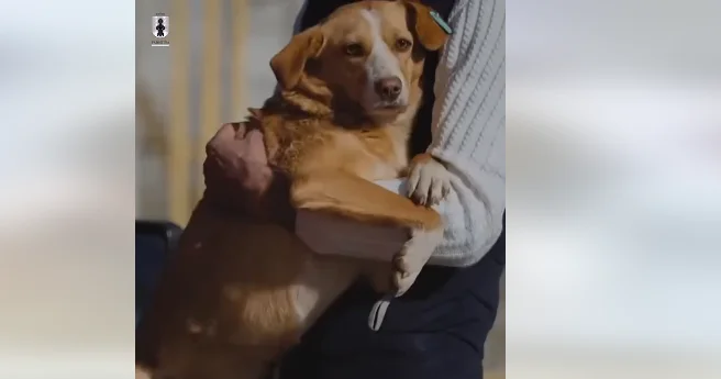Rama informa que la evacuación de perros callejeros en el centro de Pristina ha terminado: Continúa en otras áreas.