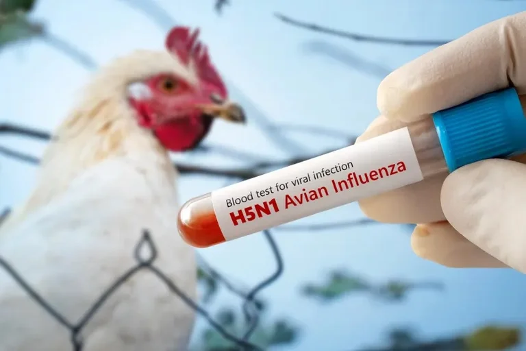 L'UVA prend des mesures après l'apparition du premier cas de grippe aviaire en Albanie