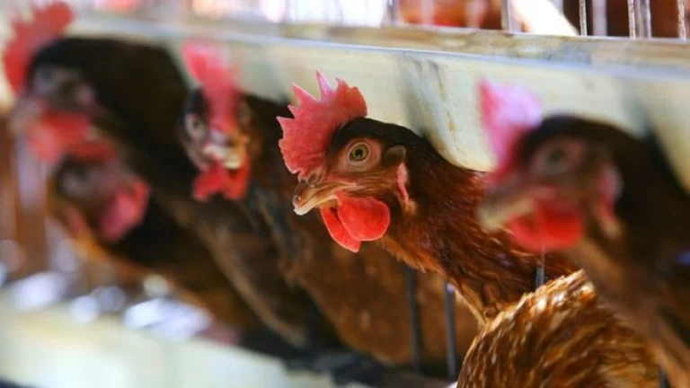 Set zu Quarantänefarmen mit über 220 Tausend Vögeln in einem Dorf Durres