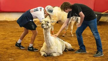 This is the oldest camel in the world