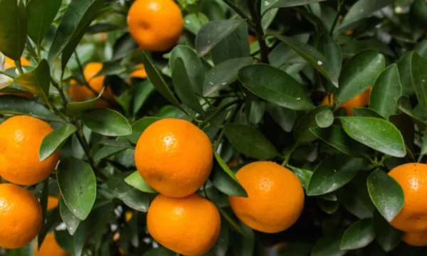 Eksportonin mandarina me pesticide të ndaluara, arrestohen 3 persona në Berat