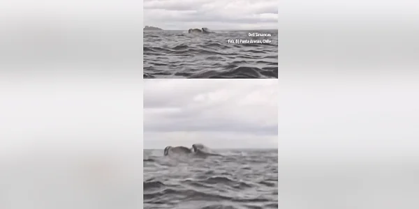 Scary: Whale schluckt eine Person für ein paar Sekunden, Vater schießt den dramatischen Moment (VIDEO)