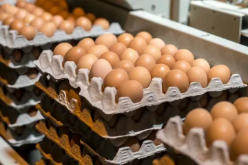 The unusual robbery, stealing 100,000 eggs worth $40,000