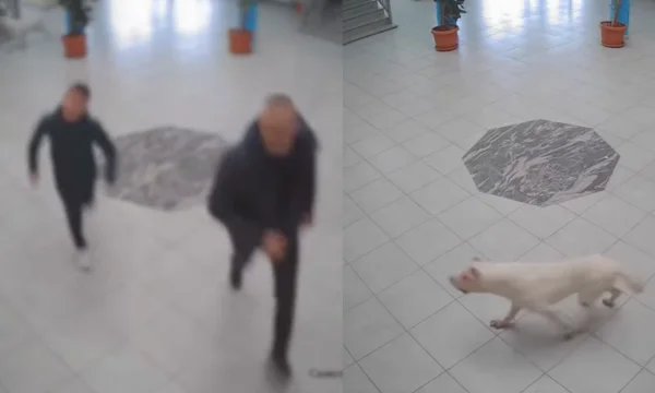 Suhareka Dog Attack Arrested Owner
