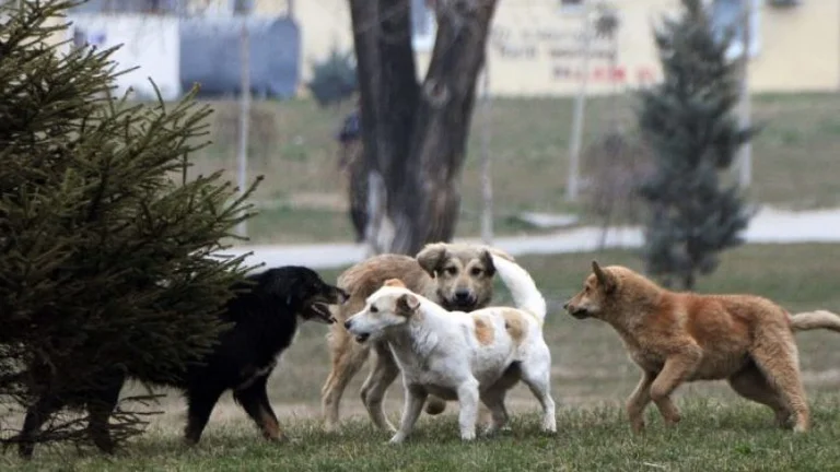 Tres estudiantes son atacados por un perro en la escuela de Schiroko en Suhareka