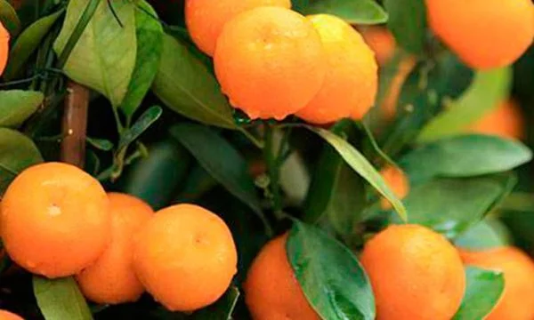 Albanian Mandarins destroyed with pesticides Croatia took them back, Kosovo is undergoing laboratory tests