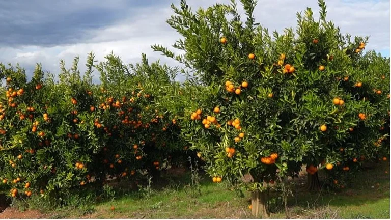 Albanian Mandarins are not accepted by several EU countries: High levels of pesticides