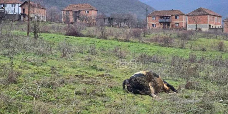 The cables of the earth's current, the cow dies after contact