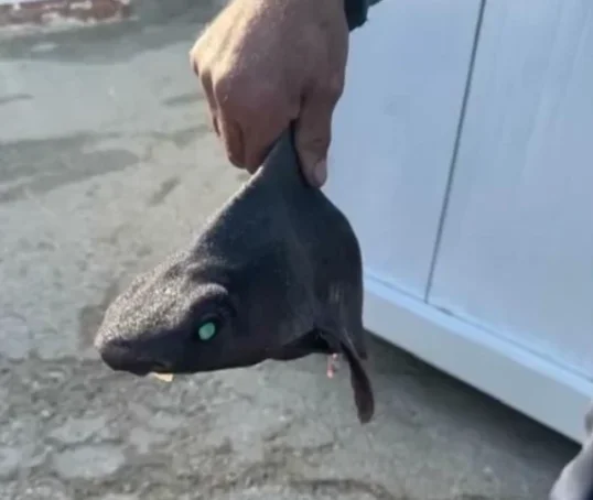 Rare shark caught in Vlora waters