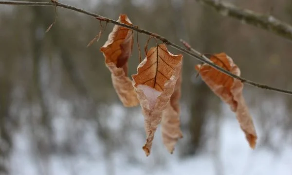 Météo aujourd'hui: Froid, il peut y avoir du soleil