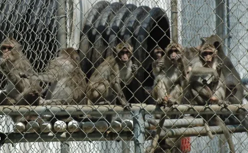 43 monos huyen del laboratorio médico estadounidense