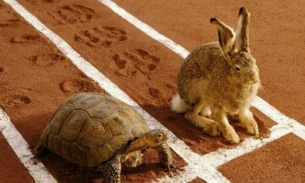 Race between turtle and rabbit, who do you think won?