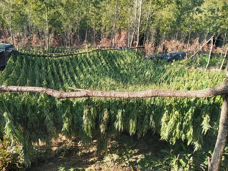 Großes Ereignis in Pec: Verbrennen Sie eine Menge Cannabis