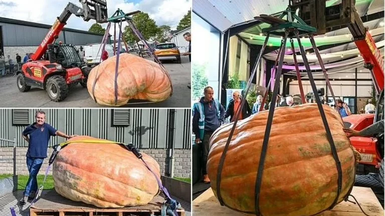 This is the biggest pumpkin in Britain. That's how much it weighs.