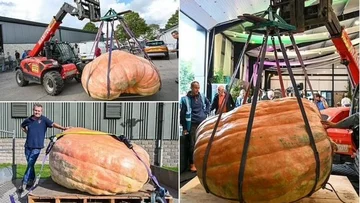 This is the biggest pumpkin in Britain. That's how much it weighs.