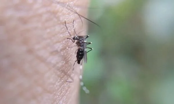 Nilvirus, 3 Opfer in einer Woche in Griechenland