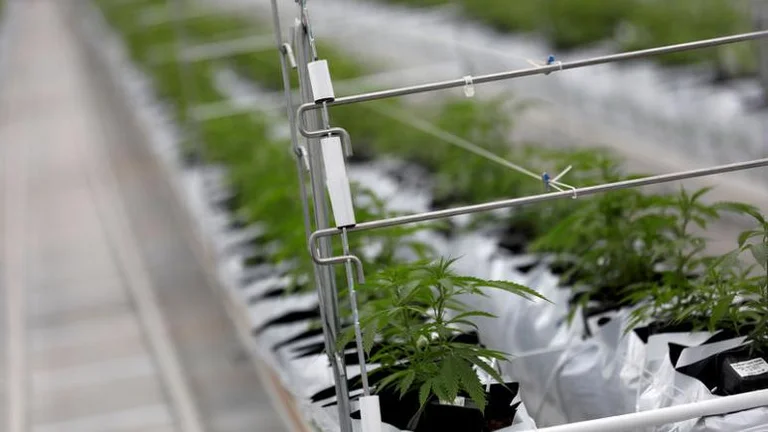 Malisheve: There are three parcels planted with a thousand and 757 cannabis silk