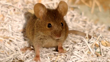 Unbelievable: The plane lands urgently because of the mouse