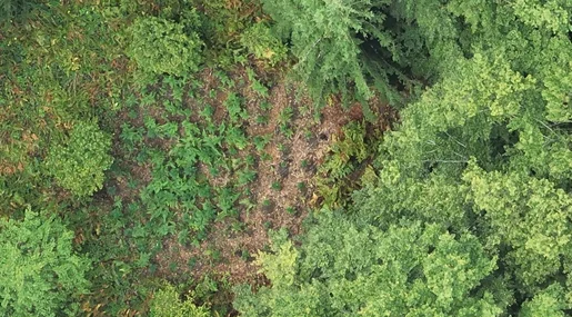 Antidroga trouve deux parcelles de canabi près de Gjakova, détruit des centaines de plantes sur les lieux (Photo)