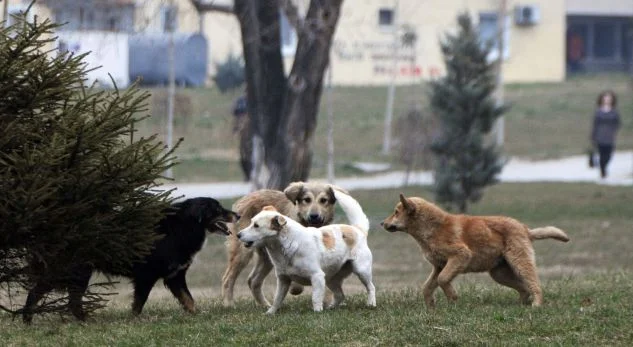 Sa SCHUK erfordert Notfallbehandlung von Streuhunde in ihrem Hof