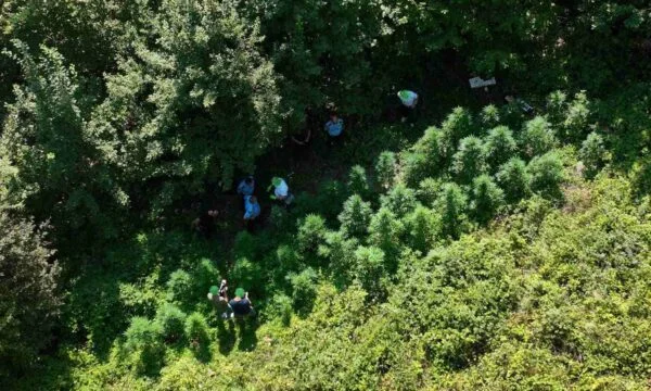 Police find 100 narcotic plants planted in a remote mountain area in the Gjakova municipality