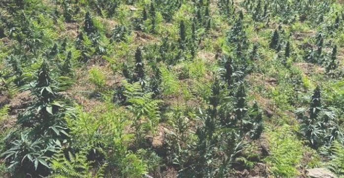 Mehr als 900 Cannabispflanzen werden in einem Kline Dorf zerstört