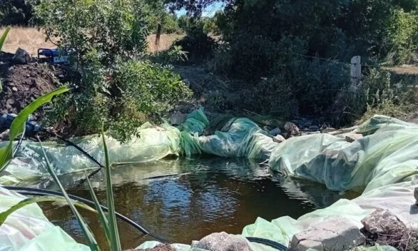 Détails de l'extermination des plantes narcotiques : 1 personne arrêtée et 5 en fuite, images de la scène