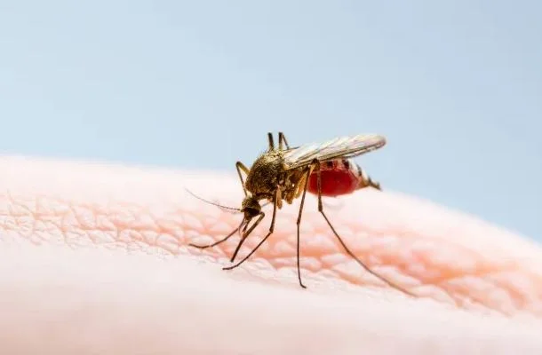 ¿Qué tan peligroso es el virus del Nilo?
