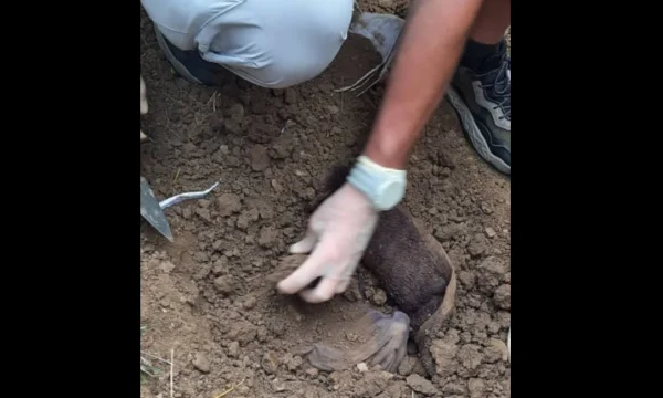 Sent to identify mortore remains found in Podujevo, allegedly to a person missing from the last war