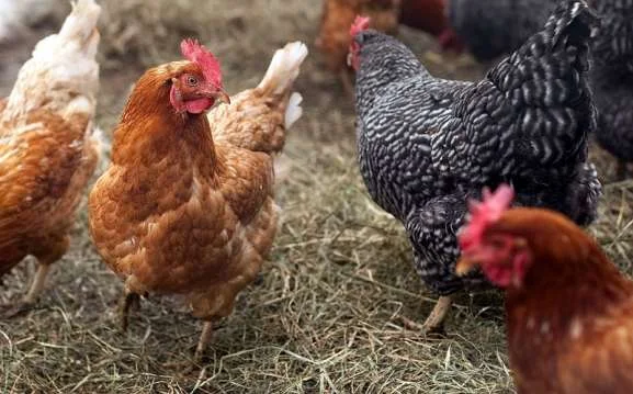 AUV adds bird products control measures from Brazil because of the Newcastle disease