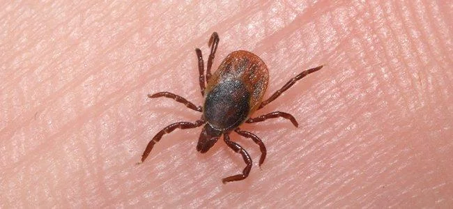 Durante cinco meses 385 personas mordidas por garrapatas en Malisheva