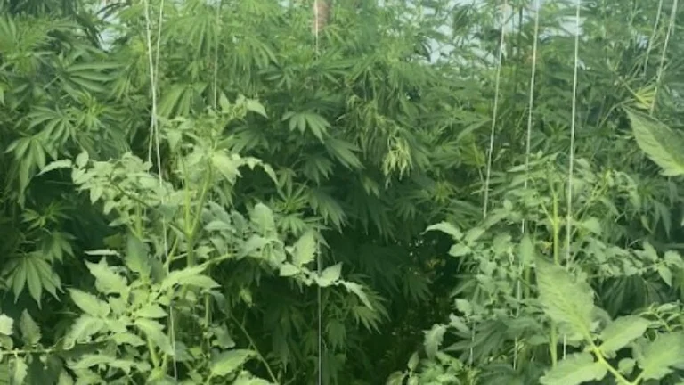 Gjilanas sembrada en su invernadero Kanabis Stivsa, la policía de Kosovo elimina las plantas