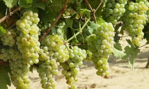 Vin, la saison idéale pour les raisins, en particulier en août et septembre