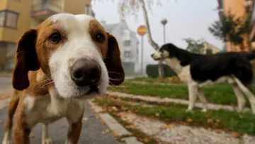 Dogs know emotions according to facial expression and voice intonation