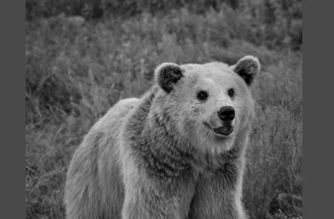 La forêt d'ours de Pristina rapporte que leur ours distinctif est mort “Cassandra”