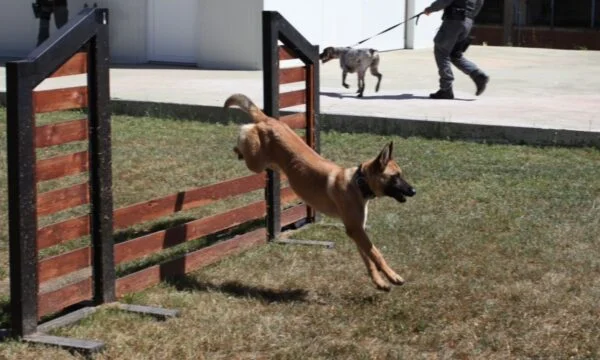 Operatori di cani ufficiali della polizia del Kosovo per la ricerca di armi, droghe e banconote
