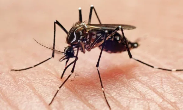 Los cuatro colores que los mosquitos aman y que tienes que evitar este verano