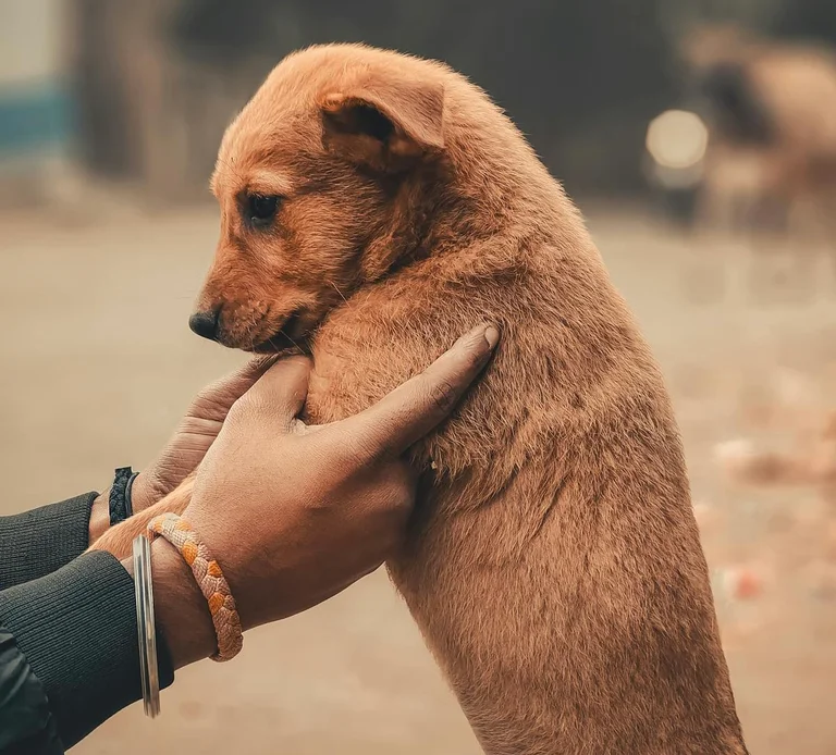 Il battit son chien en poings, arrêté fils du propriétaire de “Magic Ice”