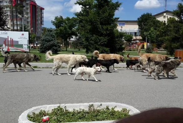 L'adoption de chiens inefficaces augmente leur présence dans la capitale