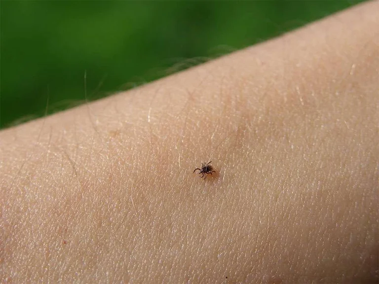 The risk of stinging ticks after temperatures rise, I KSHP appears with recommendations for citizens