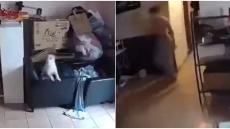 Video rilascio di come il cane che ha sentito il terremoto a Taiwan ha avvertito i proprietari