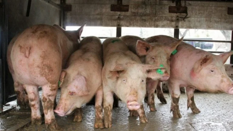 “Mortaja Afrikane e Derrit”- Agjencia e Ushqimit dhe Veterinarisë del më kërkesë urgjente