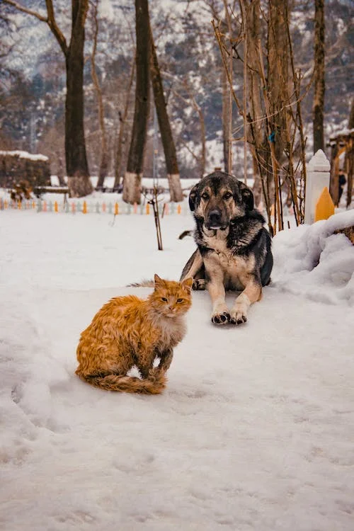 Graveyard Search for Animals in Pristina