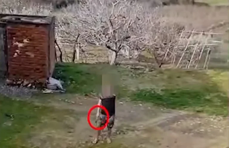 Ha abusato di Padre e minacciato di ucciderlo con gli assi, è intervenuto RENEA