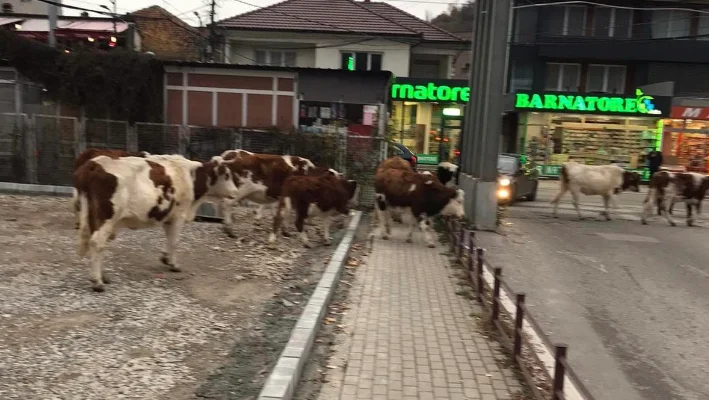 Ndodhë edhe kjo: Lopët kullotin në oborrin e Spitalit të Pejës