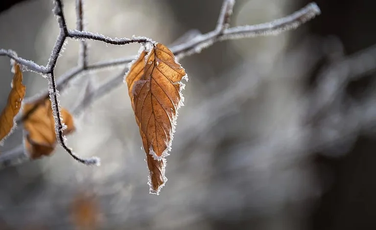 Parashikimi i motit për nesër