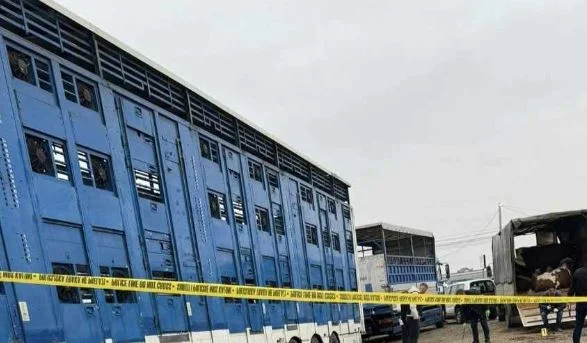 Tiermarktansicht in Prizren, wo neun Menschen verletzt wurden (FOTO)